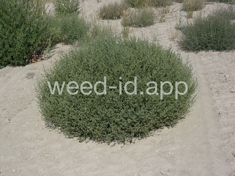 thistle, Russian